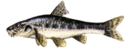 Porcusorul