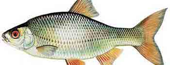 Babusca