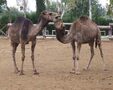 Camel Park E.P Mazotos
