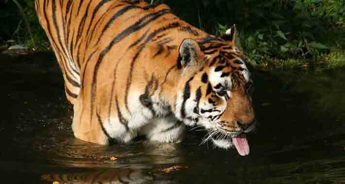 Obiective turistice Hamburg, Hagenbecks Tierpark