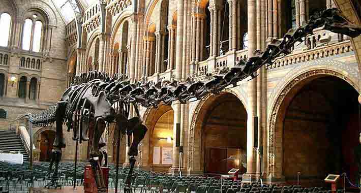 Obiective turistice Londra, National History Museum 