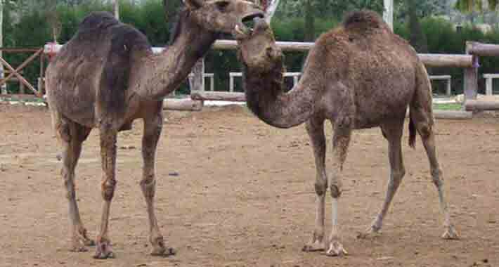 Obiective turistice Larnaca, Camel Park E.P Mazotos