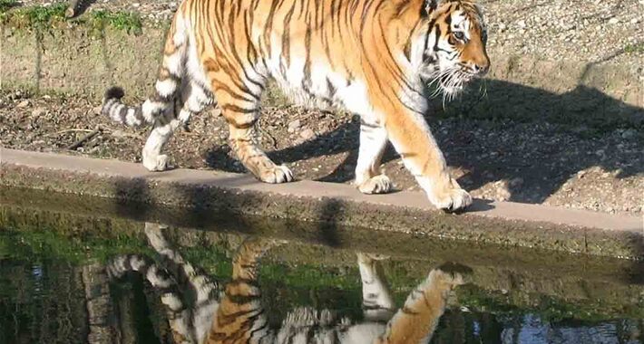 Obiective turistice Munchen, Tierpark Hellabrunn