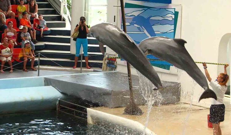 Delfinariul
