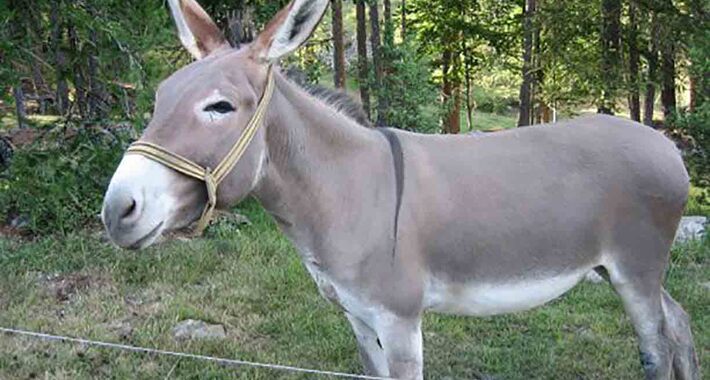 Obiective turistice Kastelli, Mandria magarului