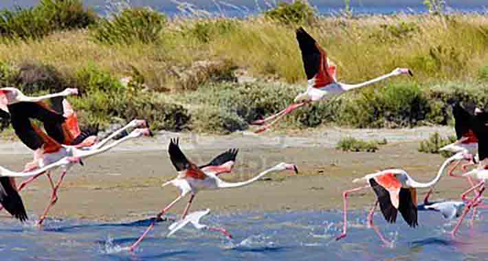 Obiective turistice Regiunea Camargue, Parcul Natural Regional Camargue
