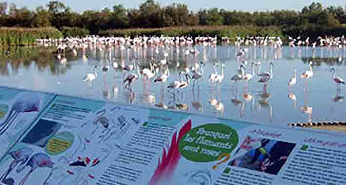 Obiective turistice Regiunea Camargue, Parc Ornithologique de la Pont-de-Gau