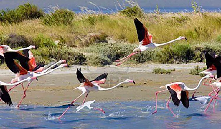 Parcul Natural Regional Camargue
