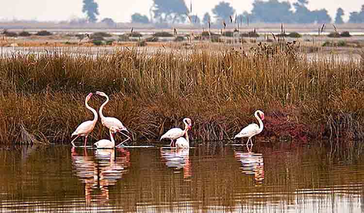 Obiective turistice Regiunea Camargue din Franta
