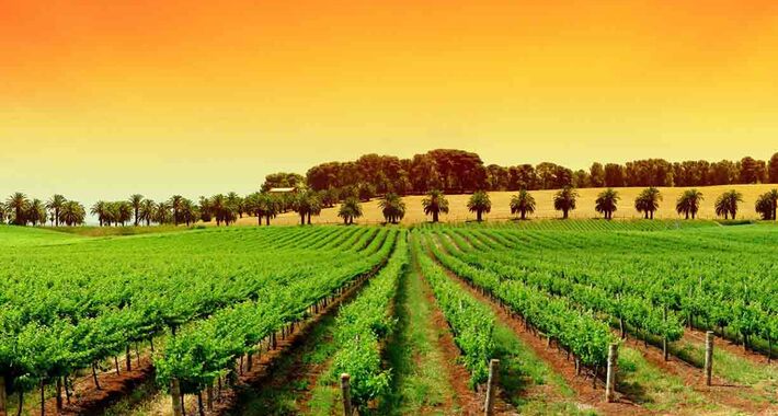 Obiective turistice Constanta, Cultura vinului