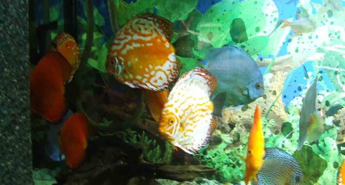 Obiective turistice Constanta, Acvariul din Constanta