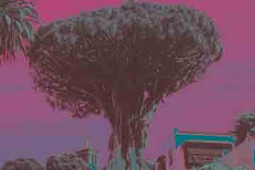 Tenerife - Icod de los Vinos