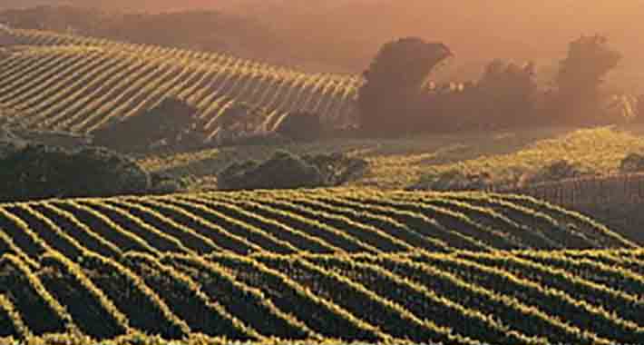 Obiective turistice Rhodos, Turul podgoriilor grecesti