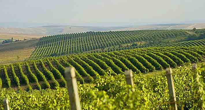 Obiective turistice Iasi, Podgoriile de la Cotnari