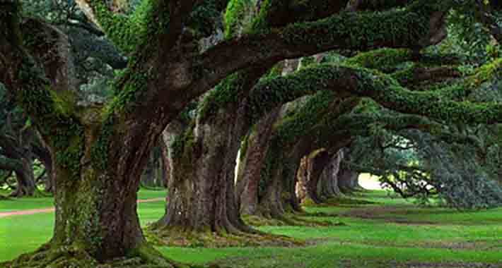 Obiective turistice Leiria, Pinhal de Leiria