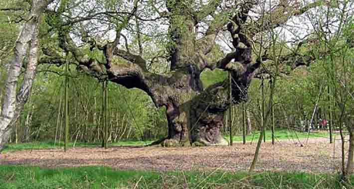 Obiective turistice Nottingham , Padurea Sherwood