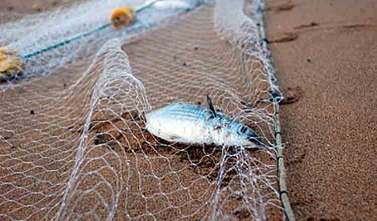 UE nu tolereaza pescutul ilegal. 8 tari au primit avertismente