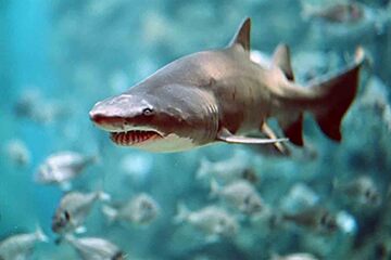 San Sebastian - Aquarium