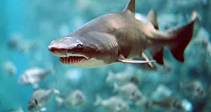 Obiective turistice San Sebastian, Aquarium