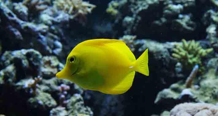 Obiective turistice Paris, Acvariul Tropical Paris 