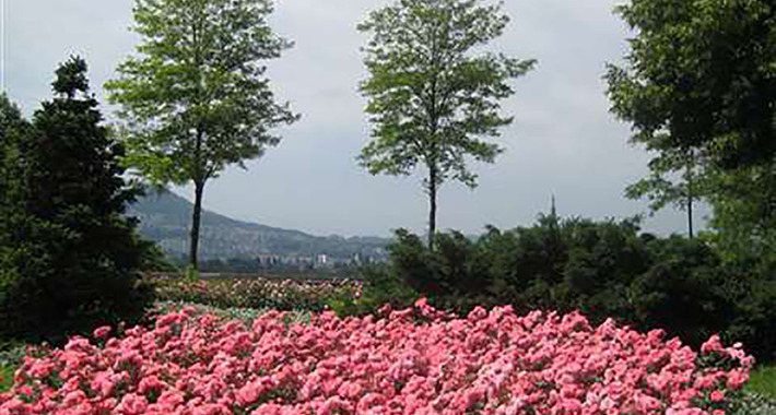Obiective turistice Berna, Gradina de trandafiri