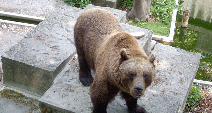Obiective turistice Berna, Groapa Ursilor