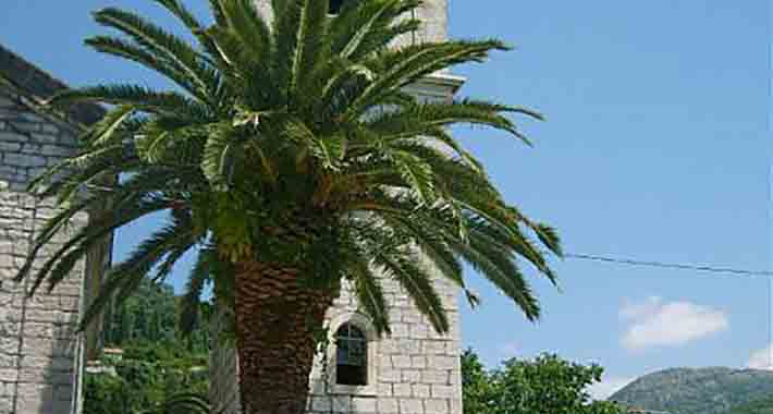 Obiective turistice Tivat, Biserica Sf Roko