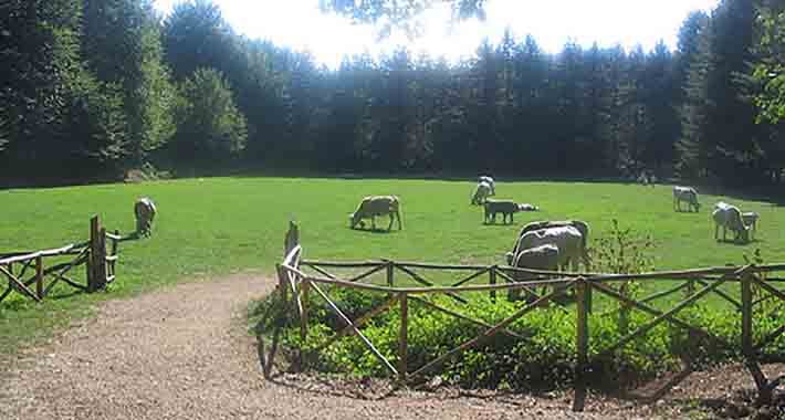 Obiective turistice Gargano, Foresta Umbra