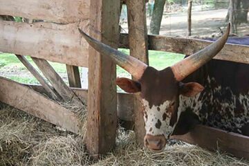 Turda - Parcul Zoologic