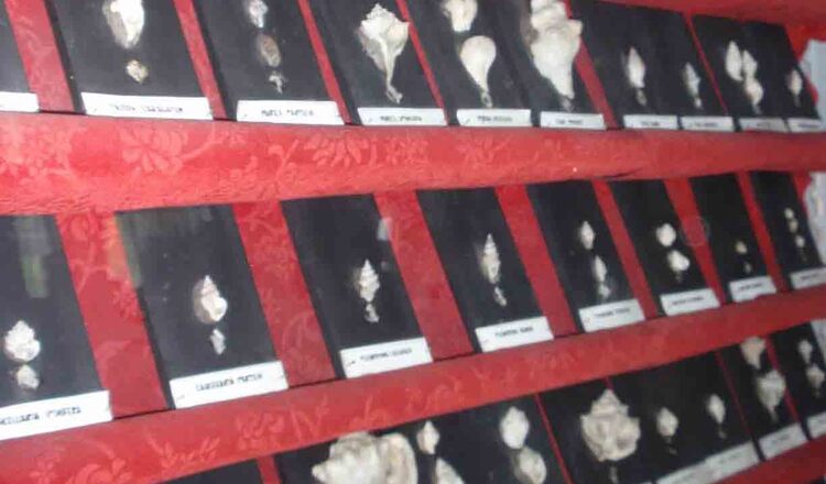 Muzeul de Stiinte Naturale din Aiud 