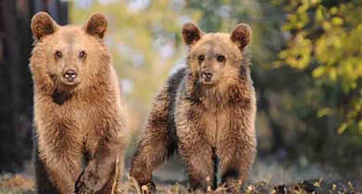 Obiective turistice Kastoria, Sanctuarul ursilor Arcturos