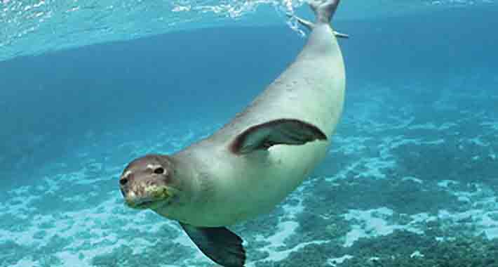 Obiective turistice Alonissos, Parcul National Marin din Alonnisos