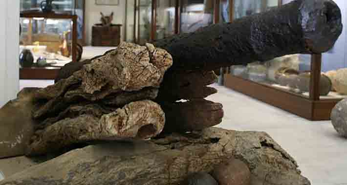 Obiective turistice Alonissos, Muzeul Mavrikis