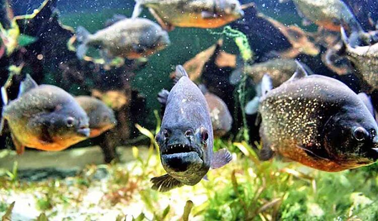 Cel mai mare acvariu din Transilvania implineste 11 ani