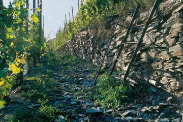 Bernkastel Kues - Moselland Winzergenossenschaft