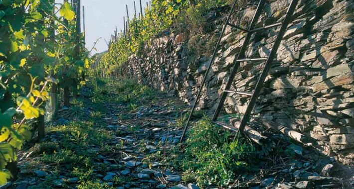 Obiective turistice Bernkastel Kues, Moselland Winzergenossenschaft