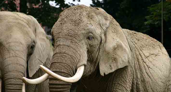 Obiective turistice Basel, Gradina zoologica