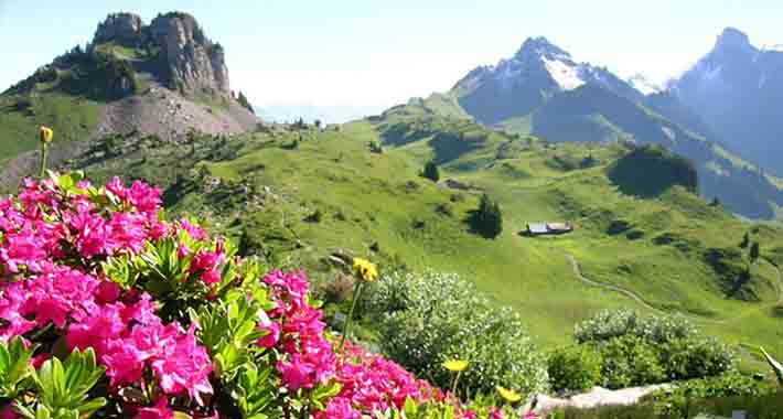 Obiective turistice Interlaken, Gradina Botanica Alpina