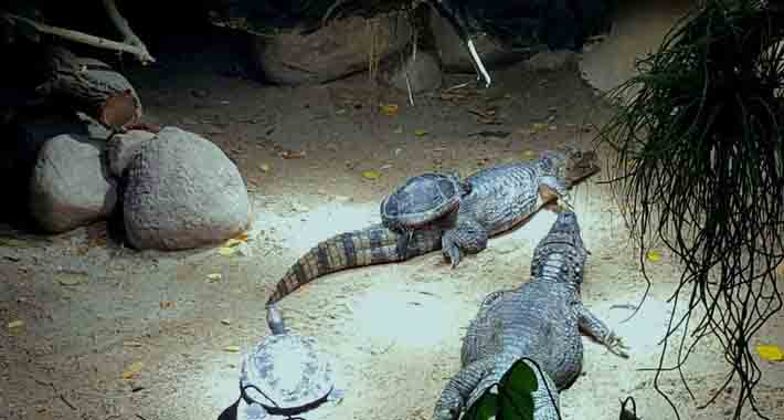 Obiective turistice Berlin, Gradina Zoologica